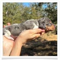 Shortcake's CKC Black and Tan Dapple Piebald Female Miniature Dachshund Puppy