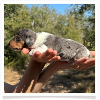 Shortcake's CKC Black and Tan Dapple Piebald Female Miniature Dachshund Puppy