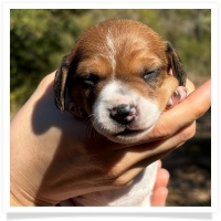 Shortcake's CKC Red Piebald Short Hair Female #1 Miniature Dachshund Puppy