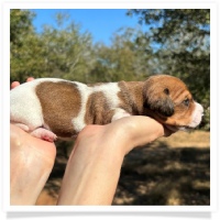 Shortcake's CKC Red Piebald Short Hair Female #1 Miniature Dachshund Puppy