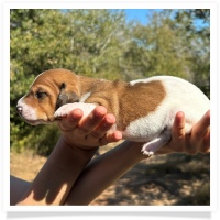 Shortcake's CKC Red Piebald Short Hair Female #1 Miniature Dachshund Puppy