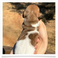 Shortcake's CKC Red Piebald Short Hair Female #1 Miniature Dachshund Puppy