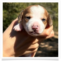 Shortcake's CKC Red Piebald Short Hair Male Miniature Dachshund Puppy