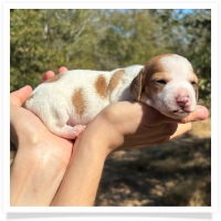 Shortcake's CKC Red Piebald Short Hair Male Miniature Dachshund Puppy