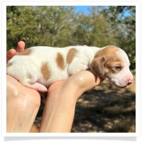 Shortcake's CKC Red Piebald Short Hair Male Miniature Dachshund Puppy