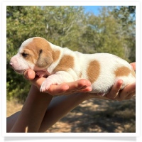 Shortcake's CKC Red Piebald Short Hair Male Miniature Dachshund Puppy