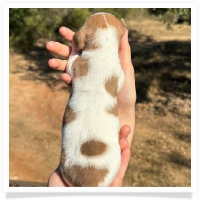 Shortcake's CKC Red Piebald Short Hair Male Miniature Dachshund Puppy