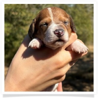 Shortcake's CKC Red Piebald Female #2 Miniature Dachshund Puppy