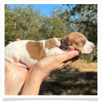 Shortcake's CKC Red Piebald Female #2 Miniature Dachshund Puppy