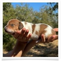 Shortcake's CKC Red Piebald Female #2 Miniature Dachshund Puppy