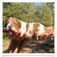 Shortcake's CKC Red Piebald Female #2 Miniature Dachshund Puppy