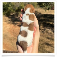 Shortcake's CKC Red Piebald Female #2 Miniature Dachshund Puppy