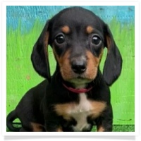 Sugar's AKC Black and Tan Short Hair Female Miniature Dachshund Puppy