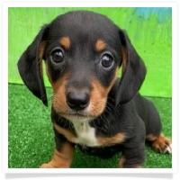 Sugar's AKC Black and Tan Short Hair Male Miniature Dachshund Puppy