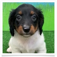 Sugar's AKC Black & Tan Piebald Long Hair Female