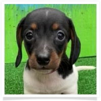 Sugar's AKC Black & Tan Piebald Short Hair Female Miniature Dachshund Puppy