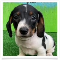 Sugar's AKC Black and Tan Piebald Short Hair Male Miniature Dachshund Puppy