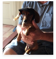 Willie Levi the Red Miniature Dachshund in His Happy Home!