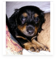 Winston the Black and Tan Miniature Dachshund in His Happy Home!