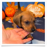 Rosie's CKC Red Short Hair Male (Blue Collar) Miniature Dachshund Puppy