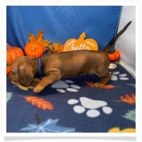 Rosie's CKC Red Short Hair Male (Blue Collar) Miniature Dachshund Puppy