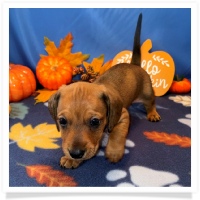 Rosie's CKC Red Short Hair Male (Blue Collar) Miniature Dachshund Puppy