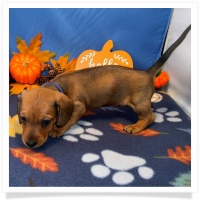 Rosie's CKC Red Short Hair Male (Blue Collar) Miniature Dachshund Puppy
