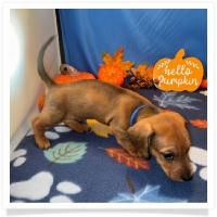 Rosie's CKC Red Short Hair Male (Blue Collar) Miniature Dachshund Puppy