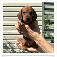Rosie's CKC Red Short Hair Male (Blue Collar) Miniature Dachshund Puppy