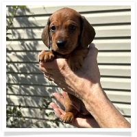Rosie's CKC Red Short Hair Male (Blue Collar) Miniature Dachshund Puppy