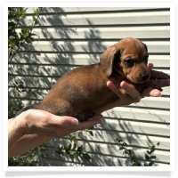 Rosie's CKC Red Short Hair Male (Blue Collar) Miniature Dachshund Puppy