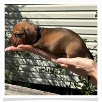 Rosie's CKC Red Short Hair Male (Blue Collar) Miniature Dachshund Puppy