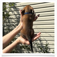 Rosie's CKC Red Short Hair Male (Blue Collar) Miniature Dachshund Puppy