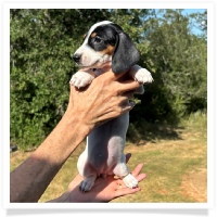 Ginger's AKC & CKC Black & Tan Piebald Short Hair Female Miniature Dachshund Puppy