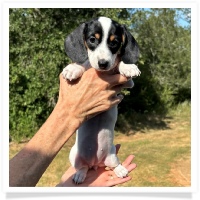 Ginger's AKC & CKC Black & Tan Piebald Short Hair Female Miniature Dachshund Puppy
