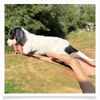 Ginger's AKC & CKC Black & Tan Piebald Short Hair Female Miniature Dachshund Puppy
