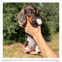 Ginger's AKC & CKC Chocolate & Tan Piebald Short Hair Female Miniature Dachshund Puppy