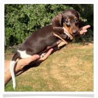 Ginger's AKC & CKC Chocolate & Tan Piebald Short Hair Female Miniature Dachshund Puppy