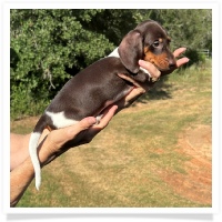 Ginger's AKC & CKC Chocolate & Tan Piebald Short Hair Female Miniature Dachshund Puppy