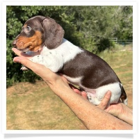 Ginger's AKC & CKC Chocolate & Tan Piebald Short Hair Female Miniature Dachshund Puppy