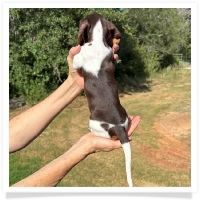 Ginger's AKC & CKC Chocolate & Tan Piebald Short Hair Female Miniature Dachshund Puppy