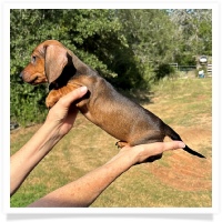 Ginger's AKC & CKC Red Short Hair Male Miniature Dachshund Puppy