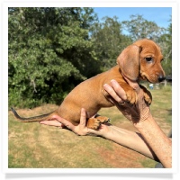 Ginger's AKC & CKC Red Short Hair Male Miniature Dachshund Puppy