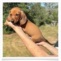 Ginger's AKC & CKC Red Short Hair Male Miniature Dachshund Puppy