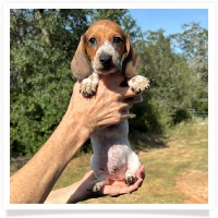 Ginger's AKC & CKC Red Piebald Short Hair Male Miniature Dachshund Puppy