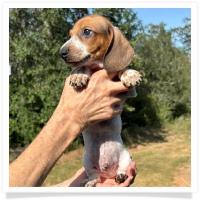 Ginger's AKC & CKC Red Piebald Short Hair Male Miniature Dachshund Puppy