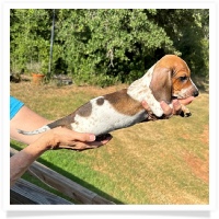 Ginger's AKC & CKC Red Piebald Short Hair Male Miniature Dachshund Puppy