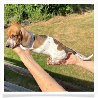 Ginger's AKC & CKC Red Piebald Short Hair Male Miniature Dachshund Puppy