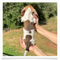 Ginger's AKC & CKC Red Piebald Short Hair Male Miniature Dachshund Puppy