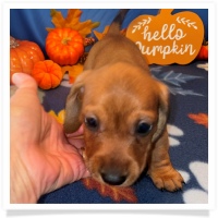 Rosie's CKC Red Short Hair Male (Dark Green Collar) Miniature Dachshund Puppy
